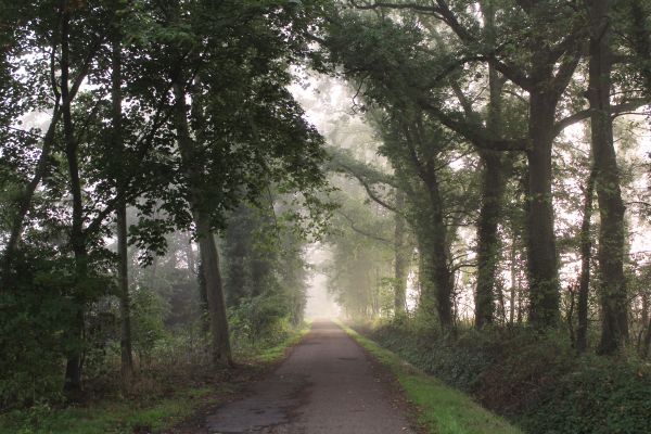 nature,trees,path