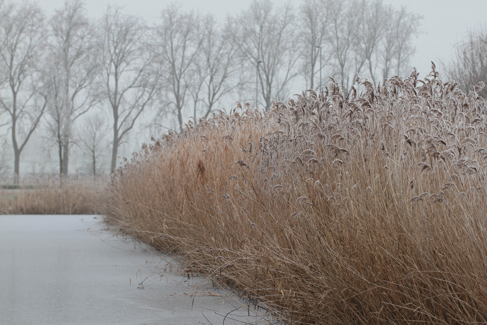 zima, rákos, Riet, Bomen, stromy