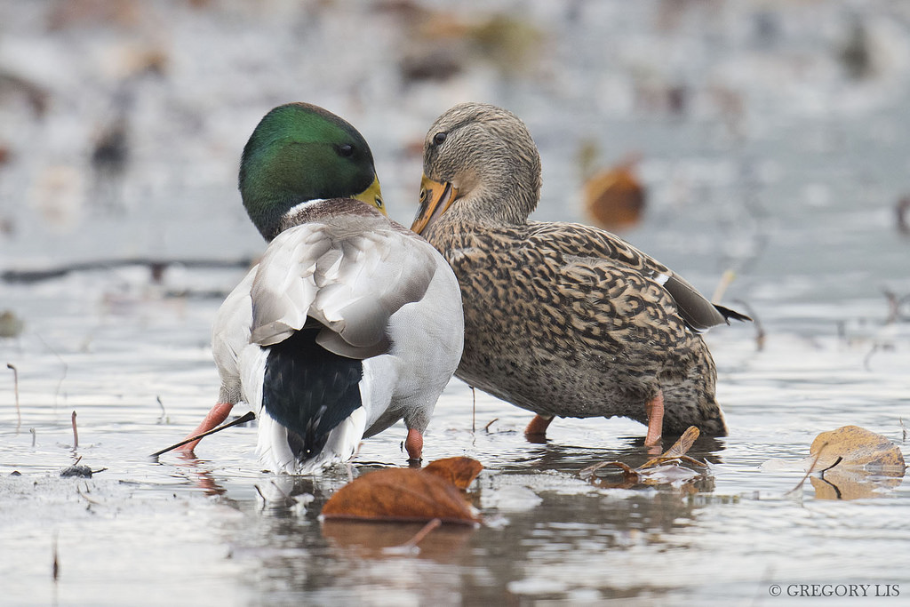 divoká kachna, kachní, anasplatyrhynchos, burnabylake, Britská Kolumbie, Gorylis, Gregorylis, nikond810, kachna