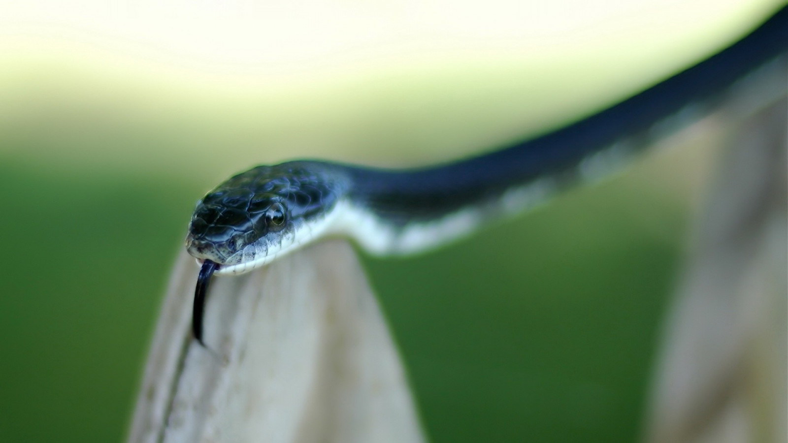 zvěř, hloubka pole, voda, Příroda, tráva, fotografování, makro, větev, had, zelená, Volně žijících živočichů, list, květ, flóra, plaz, fauna, 1920x1080 px, zblízka, makro fotografie, závod stonek