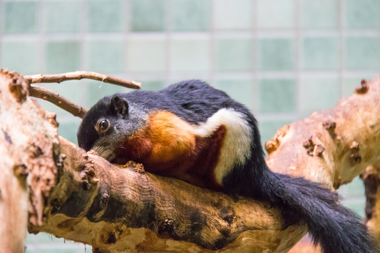 デスクトップ壁紙 ドイツ 野生動物 動物園 Djur タイランド ベルリンズー ズーベルリン Djurpark アシアトリコライト リス 呼吸器症候群 プレボスリス エコー プラクテール 動物相 哺乳類 脊椎動物 閉じる 新しい世界の猿 5764x3843