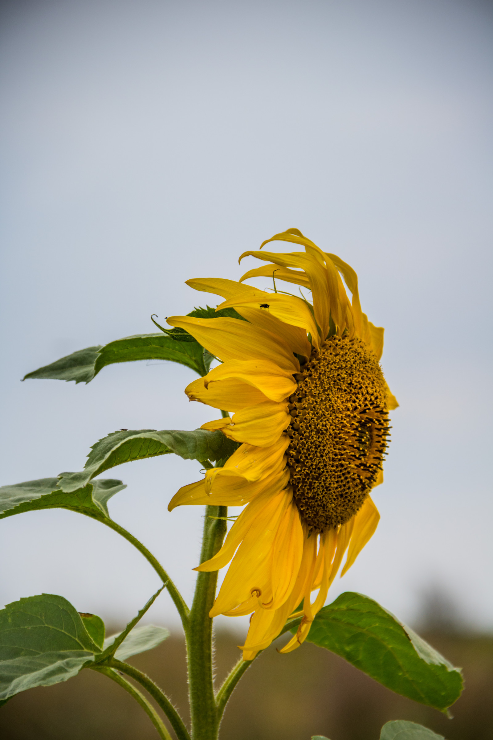 Příroda, pole, zelená, žlutý, Dánsko, list, květ, rostlina, slunečnice, flóra, Blomma, solros, Danmark, f lt, exif modelu canoneos760d, geocountry, Kamera aby kánon, geocity, Model fotoaparátu canoneos760d, geostate, geolocation, EXIF čočka efs18200mmf3556is, EXIF otvor 56, exif aby kánon, exif isospeed 160, okvětní lístek, exif focallength 160mm, divoká rostlina, botanika, suchozemská rostlina, kvetoucí rostlina, zblízka, makro fotografie, závod stonek, daisy rodina, slunečnicové semeno