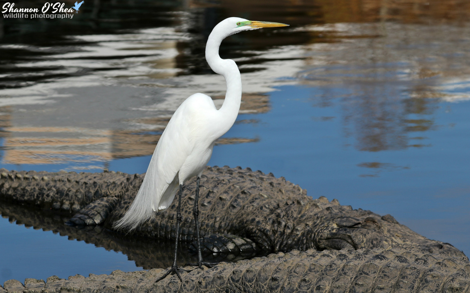 pták, fauna, volavka bílá, zobák, voda, volavka, volavka, Veslonozí, pelikán, mořský pták, Ciconiiformes, Jeřáb jako pták, vodní pták, Volně žijících živočichů, jeřáb, rybník, čáp