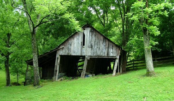trees, forest, building, house, farm, green