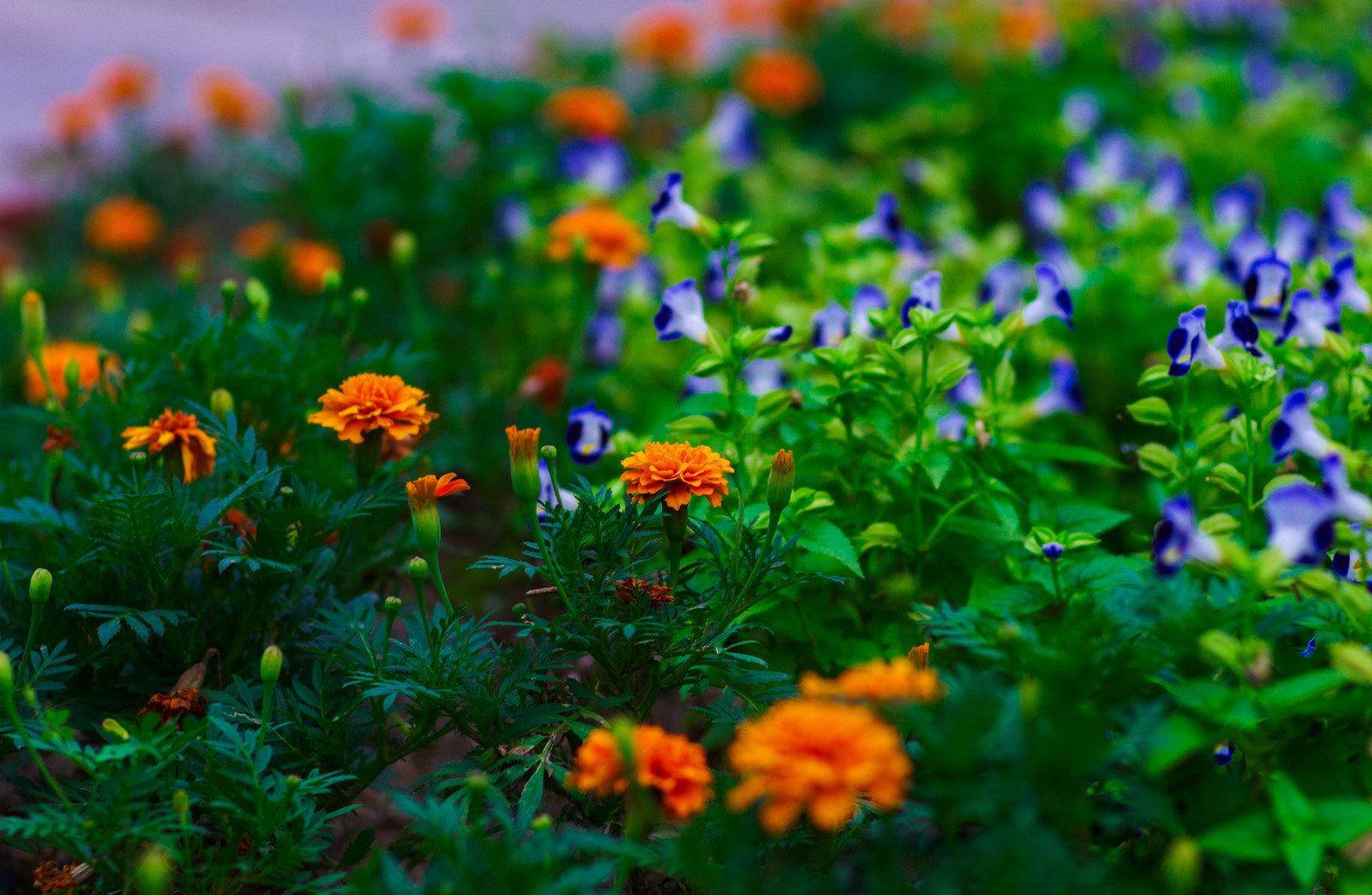 Wallpaper flowers, nature, grass, field, green, dusk, beautiful