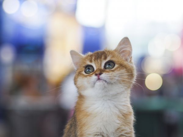 cat, kitten, shorthair, British, expo, bokeh
