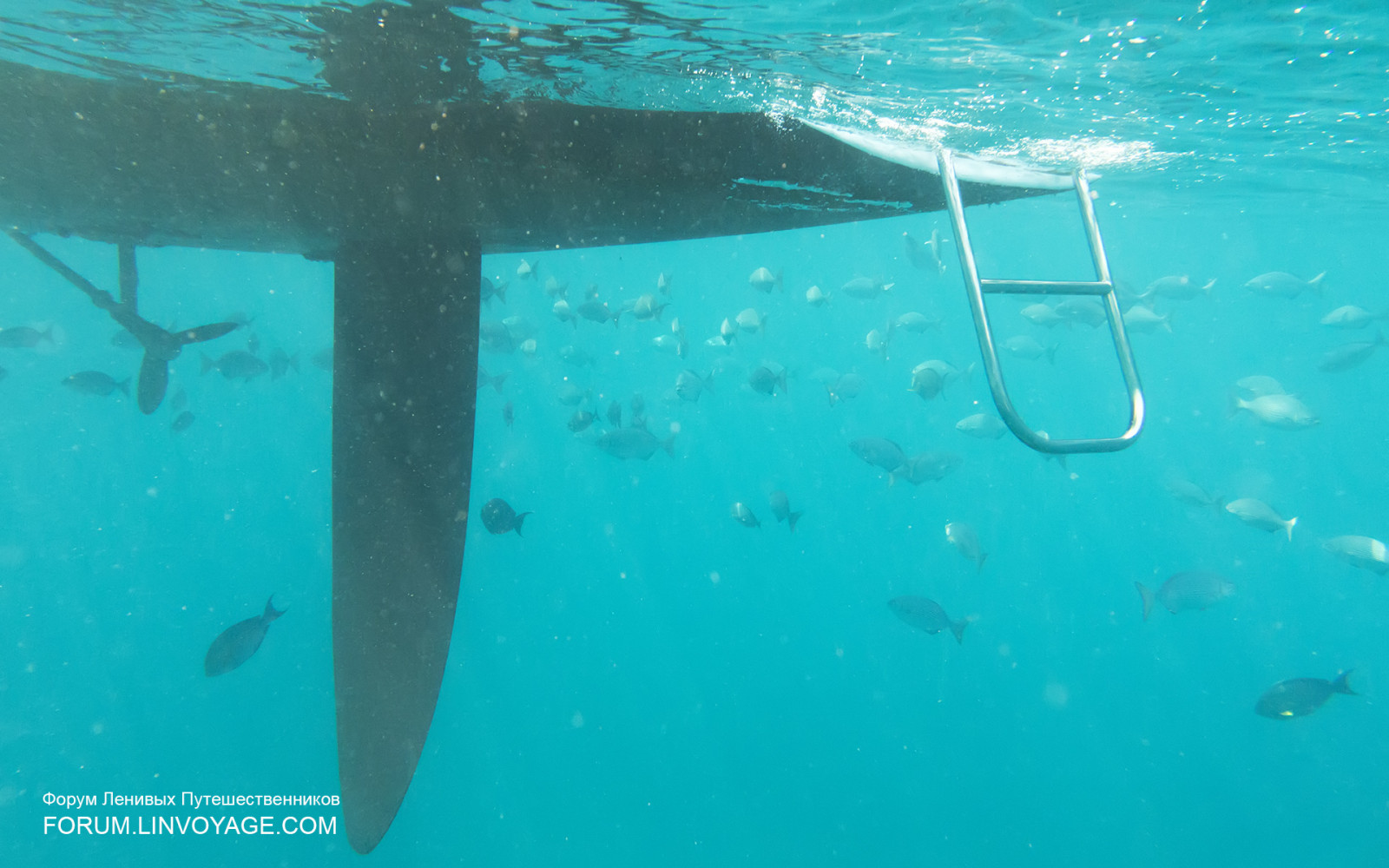 ทะเล, ฉลาม, น้ำ, ปลา, ใต้น้ำ, ยูนิคอร์น, เกาะ, ประเทศไทย, ชีววิทยา, สัตว์, กลางแจ้ง, มหาสมุทร, ภูเก็ต, phuketian, เขตร้อน, Similan, phuketphotographernet, forumlinvoyagecom, httpforumlinvoyagecom, ปลาหมึก, ชีววิทยาทางทะเล, requiem shark, ปลากระดูกอ่อน