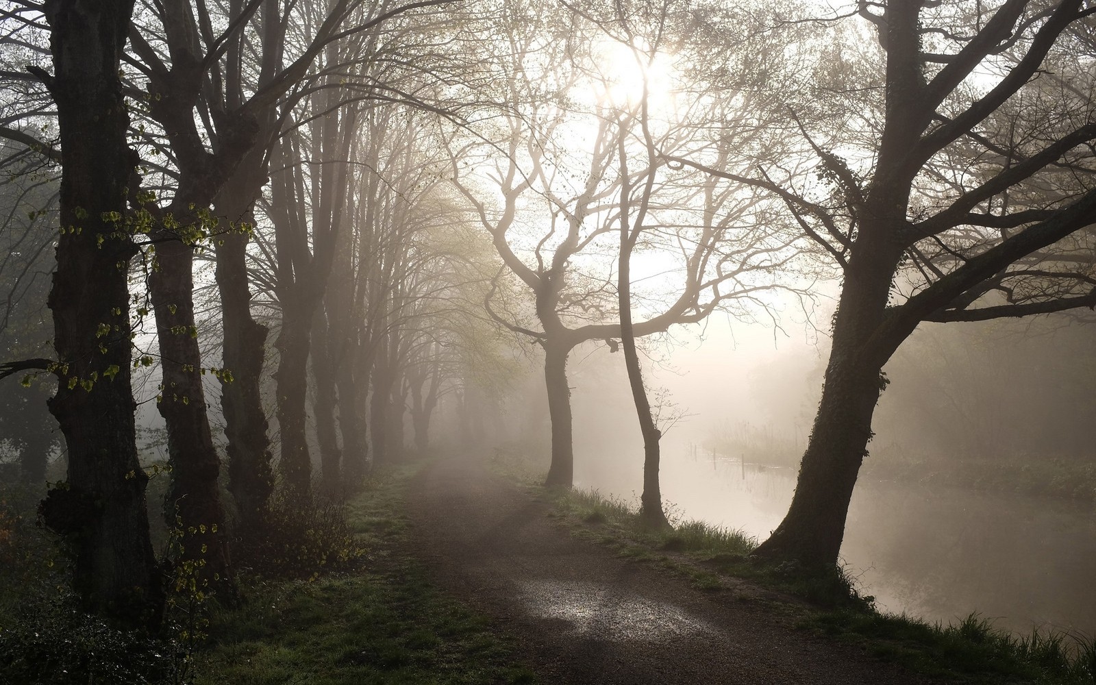 slunečnímu záření, stromy, krajina, les, Příroda, tráva, zima, větev, ráno, mlha, řeka, křoví, světlo, strom, podzim, mlha, list, počasí, rostlina, sezóna, tma, zálesí, místo výskytu, přírodní prostředí, atmosférický jev, dřevina