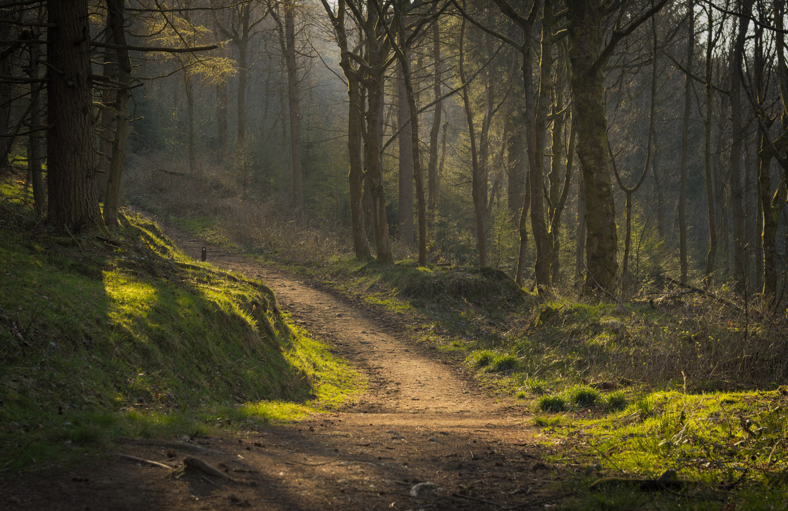 แสงแดด, ต้นไม้, ป่า, ธรรมชาติ, สีเขียว, เช้า, หมอก, ถิ่นทุรกันดาร, ป่า, เส้นทาง, Pentax, คาร์ล, ต้นไม้, ฤดูใบไม้ร่วง, ใบไม้, ปลูก, ฤดู, K5, ร่มเงา, Zeiss, carlzeiss, ความมืด, pancolar, manualfocus, pentaxk5, ป่าไม้, เขตชนบท, ถิ่นที่อยู่, สภาพแวดล้อมทางธรรมชาติ, ปรากฏการณ์บรรยากาศ, ไม้ยืนต้น, คุณลักษณะทางภูมิศาสตร์, ระบบนิเวศ, ผลัดใบ, ทางเดินเท้า, ร่มรื่น, fairholmes, carlzeissmcpancolar50mmf18, whitemc
