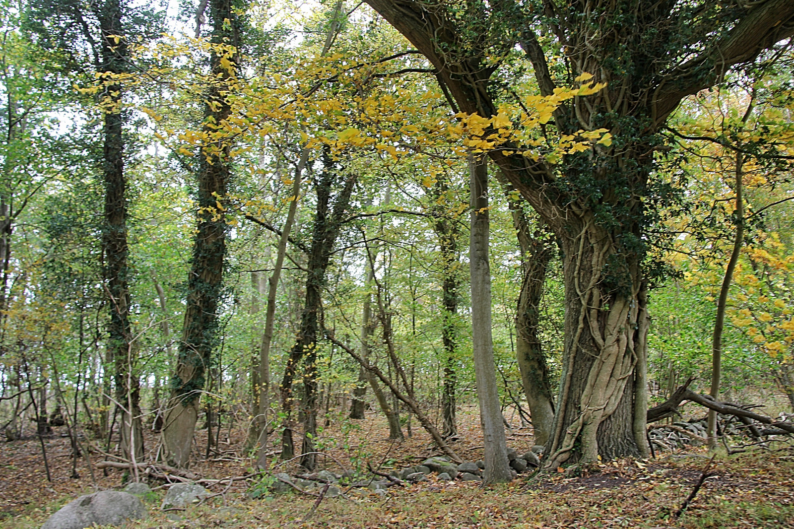 stromy, les, větev, strom, podzim, list, rostlina, sezóna, les, Skog, sterlen, stezka, attackfoto, Kivik, attackfoto2, zálesí, háj, místo výskytu, přírodní prostředí, suchozemská rostlina, dřevina, ekosystém, mírné jehličnatý les, biome, prales, smíšený les, opadavý