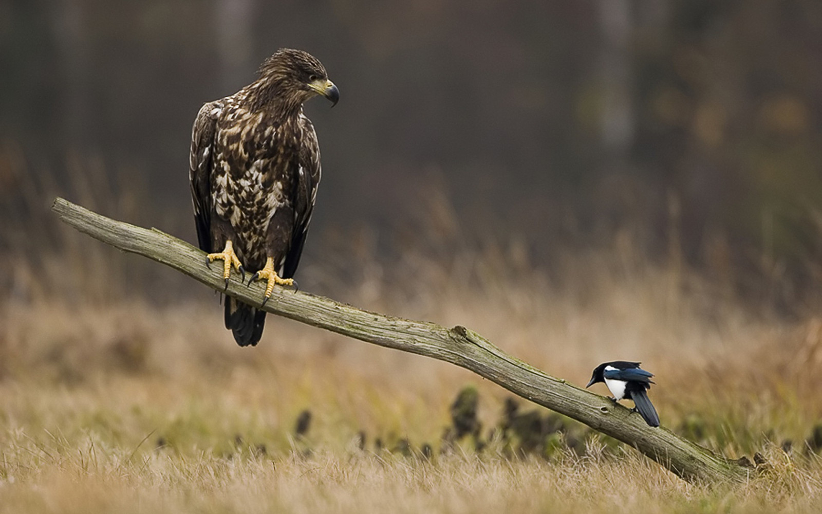 Natur, Tierwelt, Raubvogel, Adler, Schnabel, Falke, Europäische Elster, Vogel, Falke, Bussard, Fauna, 1920x1200 px, Wirbeltier