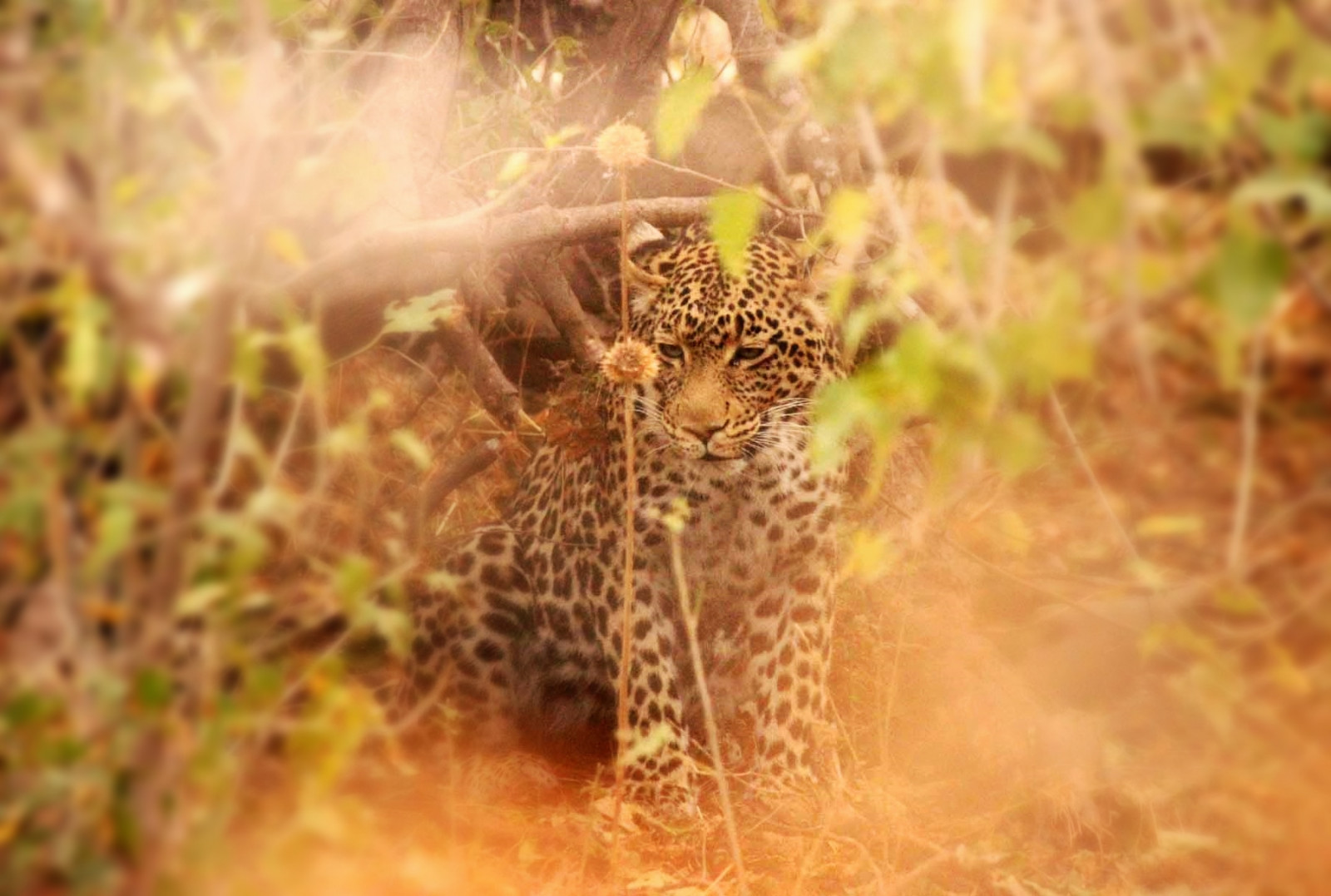 Botswana, Afrika, zvíře, Volně žijících živočichů, leopard, cestovat, planeta, Země, svět, Volný, uvolnit, barvy, Páni, journeysadventures, cest, Dobrodružství, světlo, přistát, 2016, bestof2016, nejlepší, travelphotography