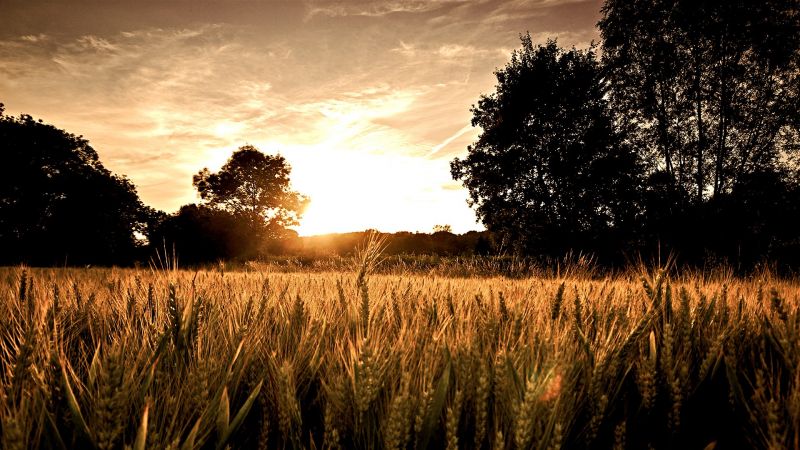 sunlight, landscape, sunset, nature, grass, sky sunlight, landscape, sunset, nature, grass, sky