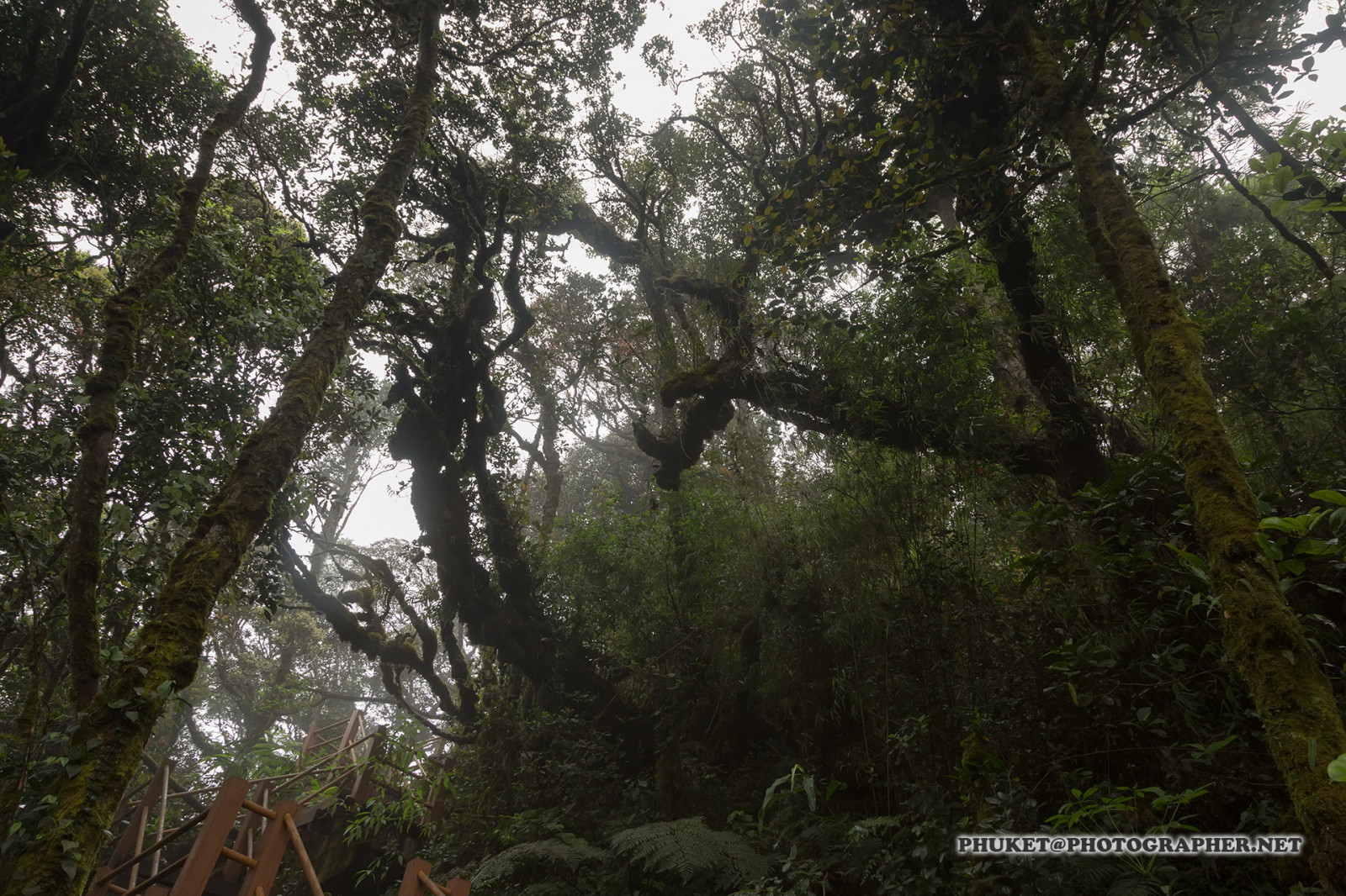 krajina, les, kopec, Příroda, budova, tráva, nebe, motocykl, pole, větev, Dům, hotel, zelená, modrý, mlha, letovisko, panoráma, čaj, Malajsie, divočina, džungle, Thajsko, deštný prales, mrak, strom, zvíře, cestovat, list, hora, květ, vysoký, Pohled, web, flóra, mě, síť, vegetace, domů, výlet, cesta, plavba, phuket, moto, Leathes, cameron, vrchovina, geo, phuketian, Kedah, Stát, zálesí, místo výskytu, přírodní prostředí, ekosystém, mírné jehličnatý les, biome, prales, smíšený les, opadavý