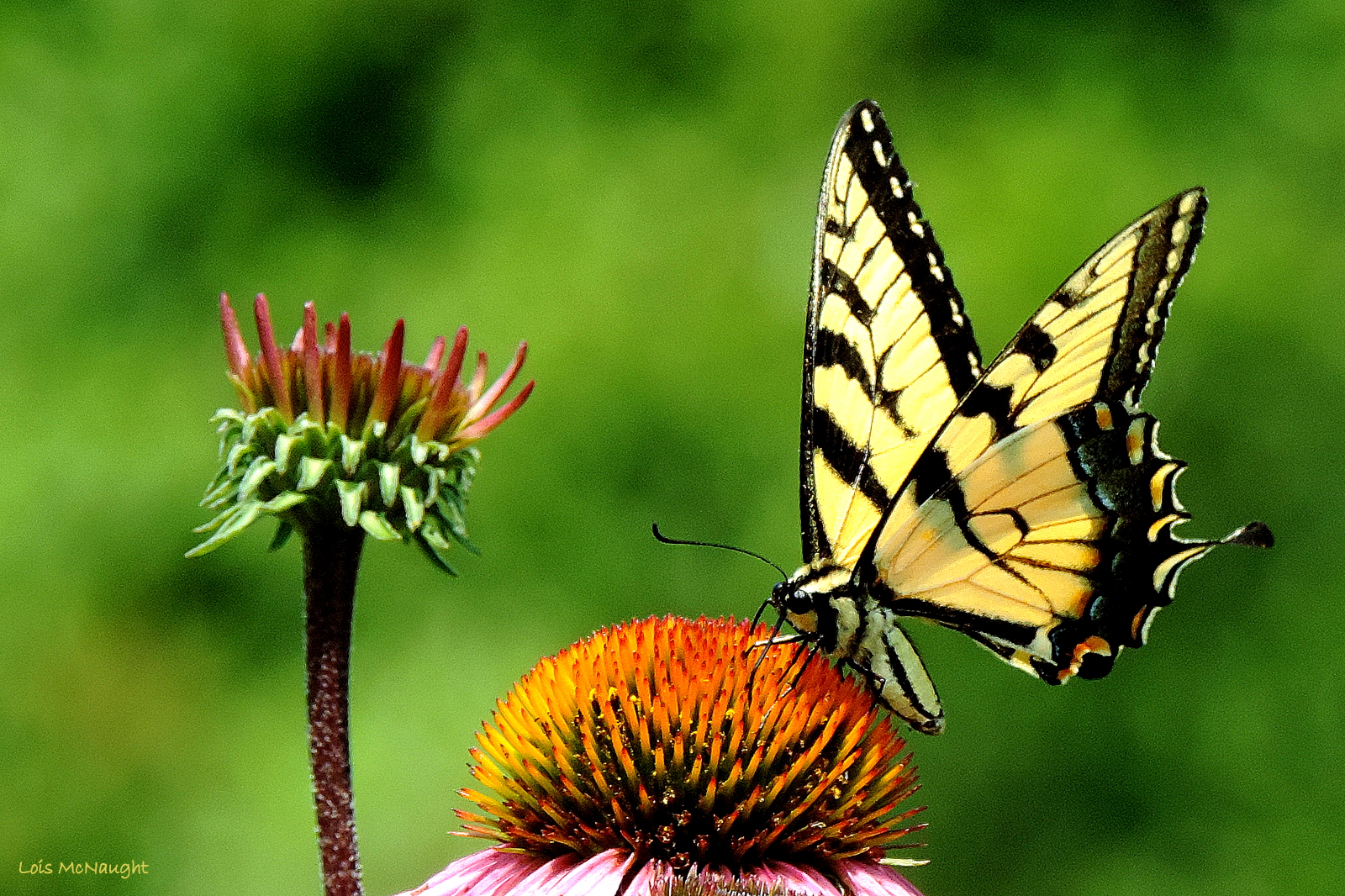 sort, natur, tiger, sommerfugl, insekt, gul, dyreliv, Canada, sommer, pollen, Ontario, møl, østlige, blomst, plante, makrofotografering, hvirvelløse, organisme, nektar, bestøver, møl og sommerfugle, lycaenid, monark sommerfugl, Pieridae, børste footed sommerfugl, solhat, svalehale