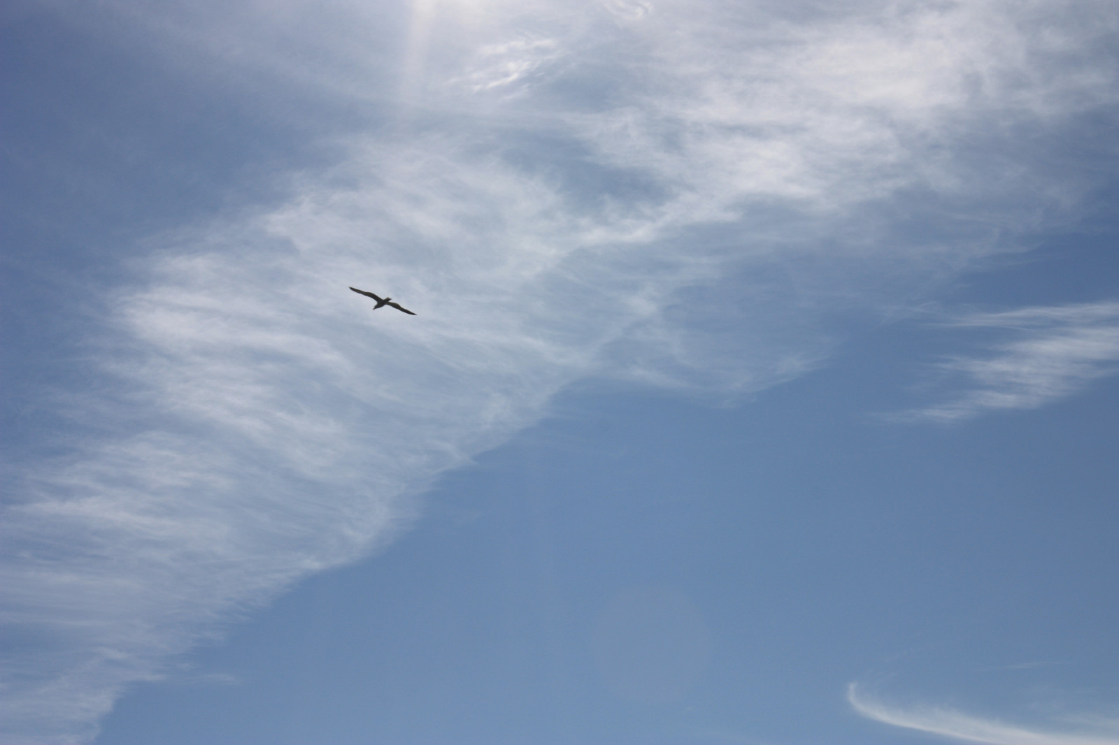 krajina, ptactvo, Příroda, nebe, vozidlo, letoun, modrý, Let, Karélie, mrak, pták, mořský pták, křídlo, 4272x2848 px, Atmosféra Země