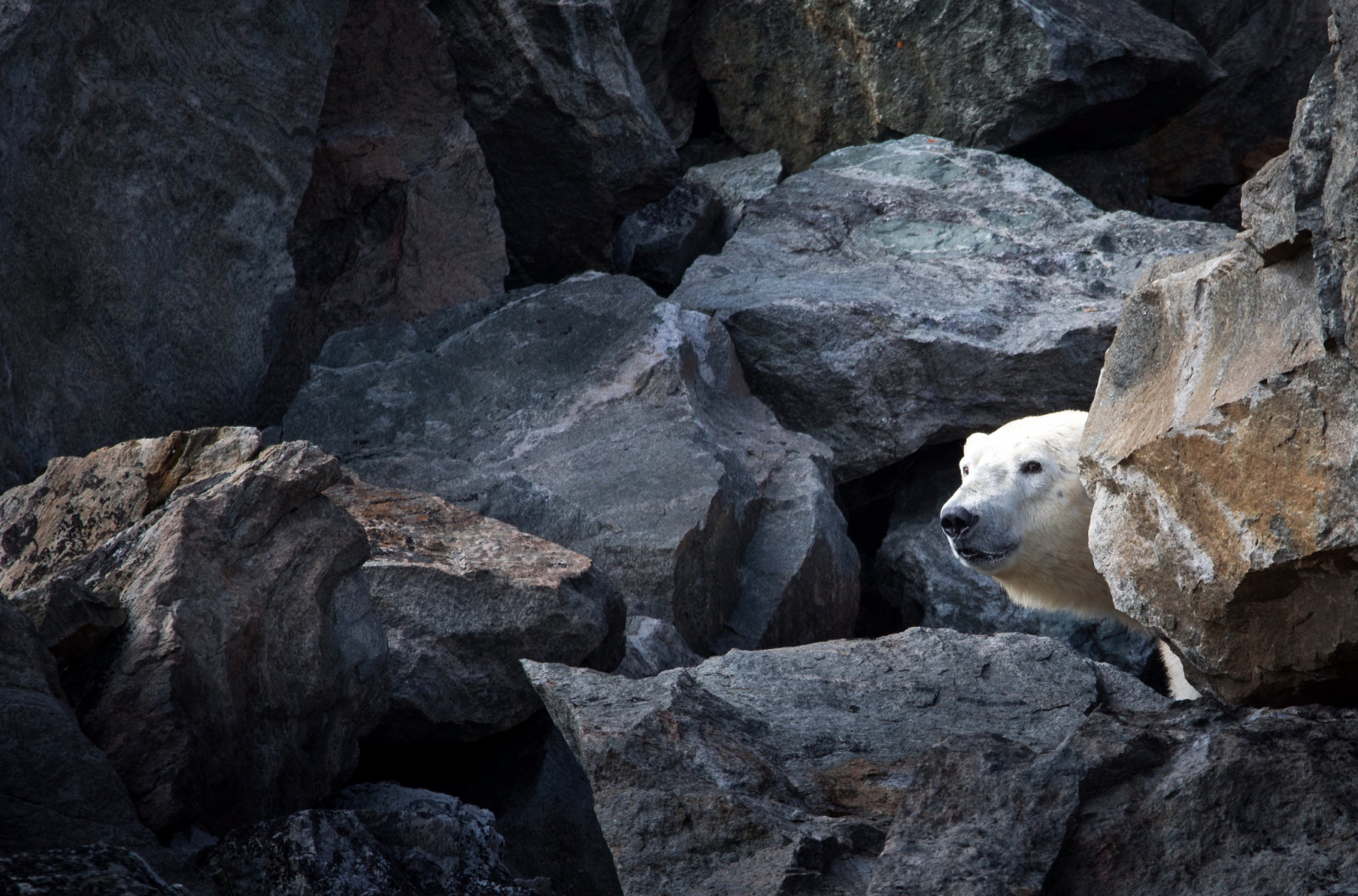 Wallpaper : 2048x1352 px, animals, polar bears 2048x1352