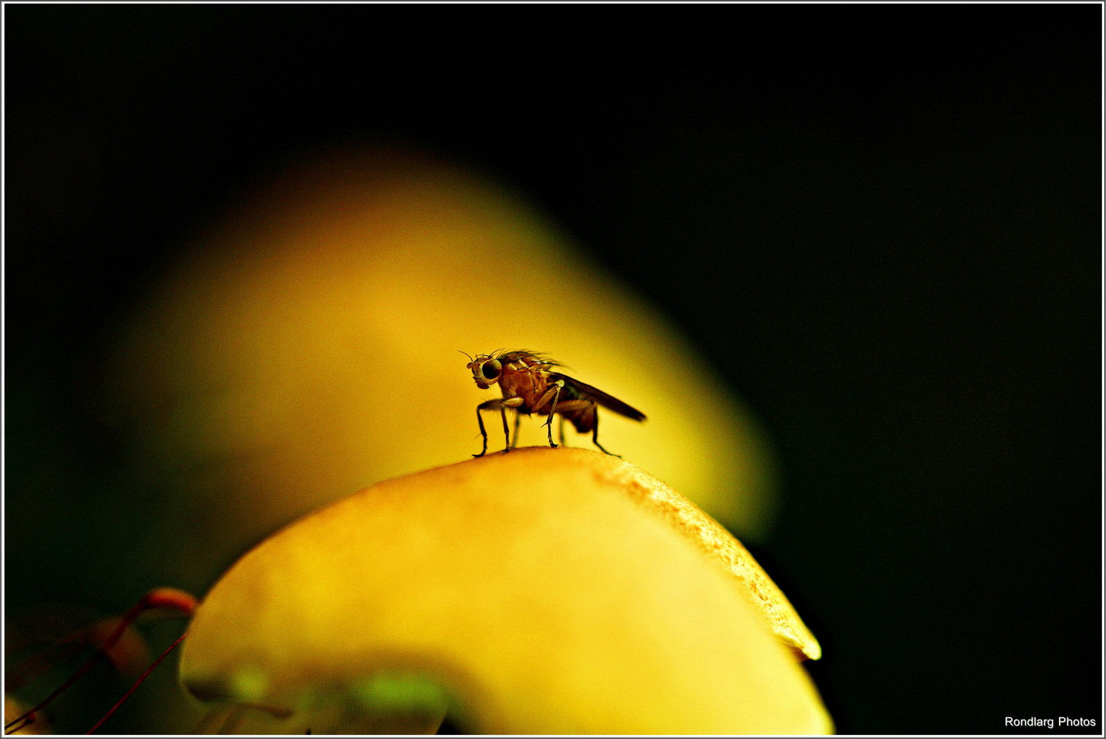 makro, Příroda, houba, les, hmyz, natur, ruky, makro, Wald, insekt, Pilz, withouttripod, freih ndig, ohnestativ