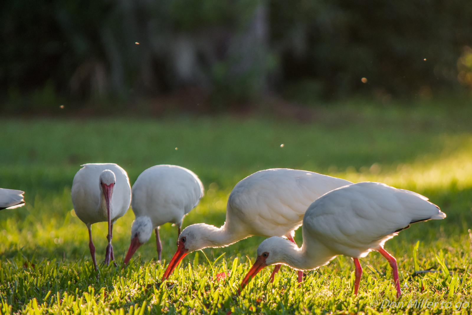 ptactvo, Příroda, tráva, venku, zelená, Volně žijících živočichů, zobák, Florida, volavka, mokřadní, ibis, květ, pták, D810, pozorování ptáků, venicerookery, onawalk, hnízdiště ptáků, louka, fauna, místo výskytu, vodní pták, Jeřáb jako pták