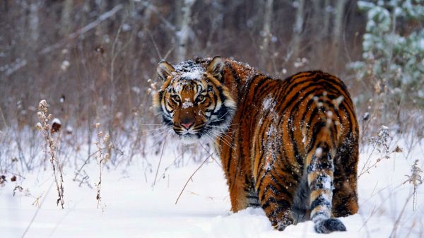 1920x1080 px,Asian,cat,cats,fantasy,jungle