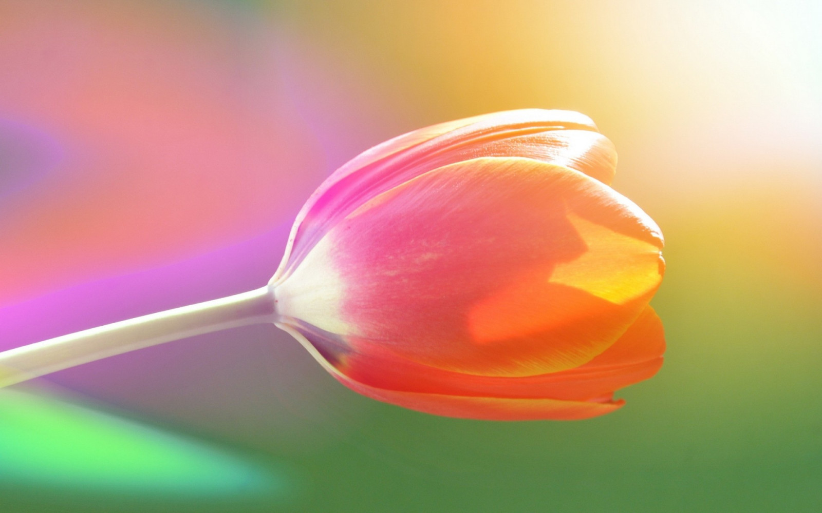 Flores, naturaleza, fotografía, macro, amarillo, flor, flor, planta, tulipán, brote, pétalo, Papel pintado de la computadora, Planta de tierra, planta floreciendo, de cerca, Fotografía macro, Tallo de la planta