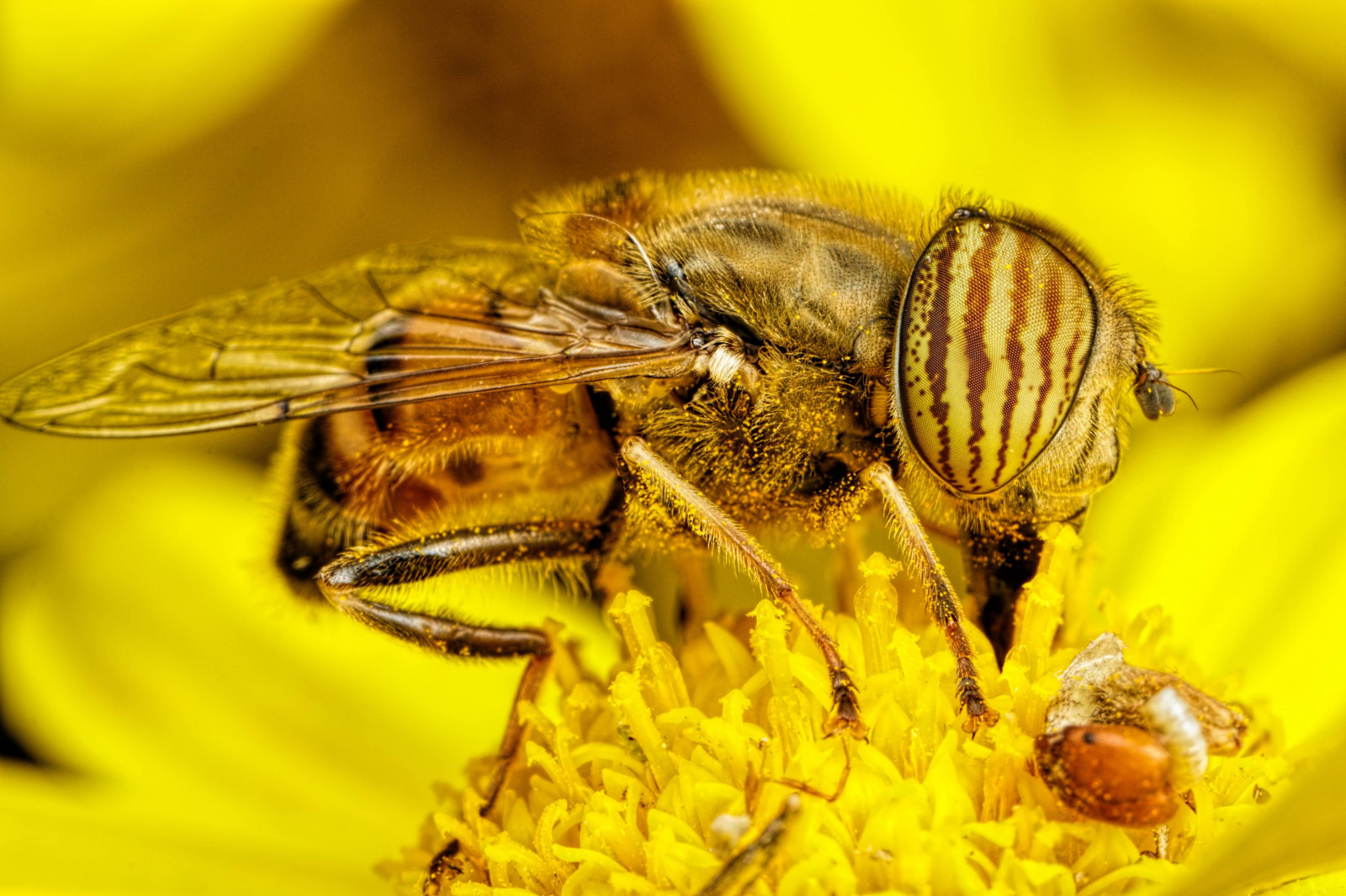 Tiere, Fotografie, Makro, Insekt, Gelb, Pollen, Bienen, Fliege, Diptera, Biene, Blume, Fauna, Nahansicht, Makrofotografie, wirbellos, Membran geflügeltes Insekt, Nektar, Honigbiene