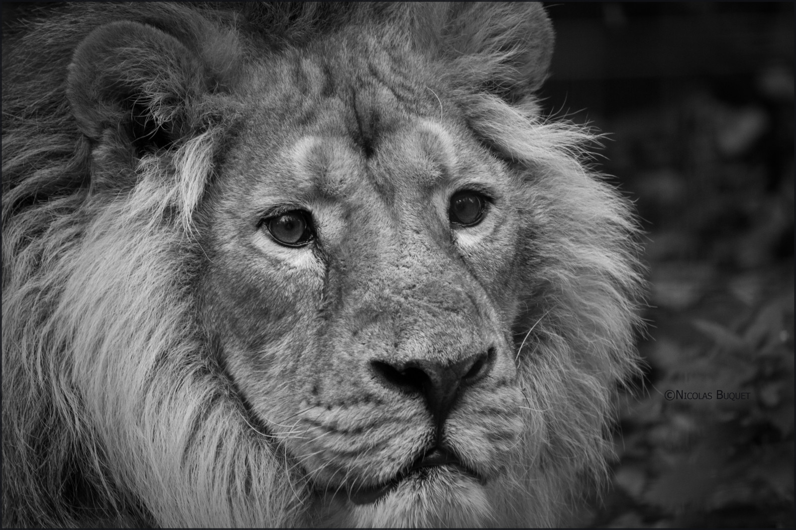 tvář, černobílý, tráva, fotografování, lev, Volně žijících živočichů, Kánon, srst, velké kočky, zoologická zahrada, kníry, hlava, zvíře, oko, fauna, savec, asie, parc, Černý a bílý, monochromatické fotografování, zblízka, čenich, hříva, organismus, Felin, masai lev, terrestrial animal, stock photography