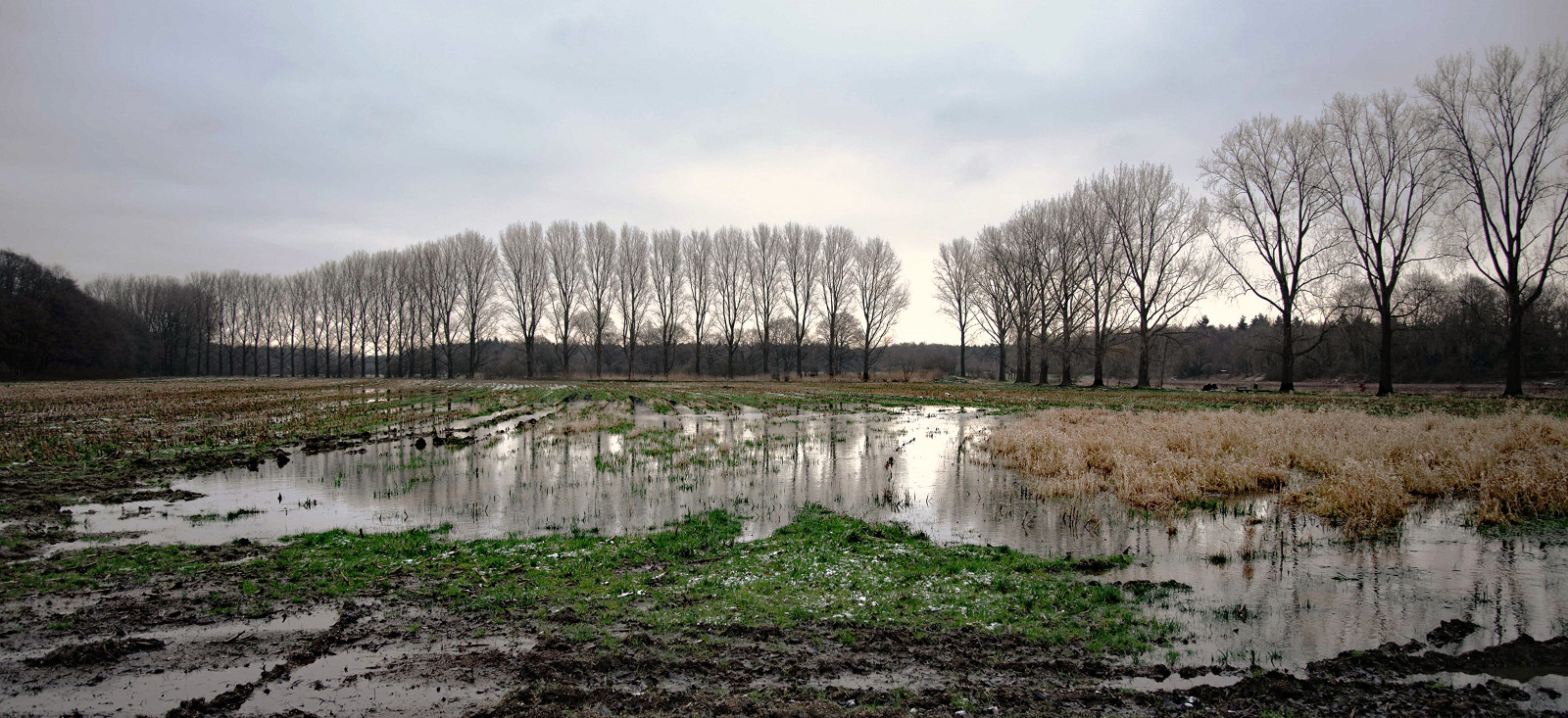 stromy, krajina, jezero, voda, odraz, nebe, zima, pole, Německo, Pod vodou, banka, bažina, mokřadní, strom, venkovní, deutschland, pole, reflektion, nádrž, wasser, baum, b UME, Fluss, rekuperační, Felder, allee, spiegelung, Niederrhein, bažina, draussen, Unterwasser, lužní, potopení, vodní zdroje, Weeze, Niers