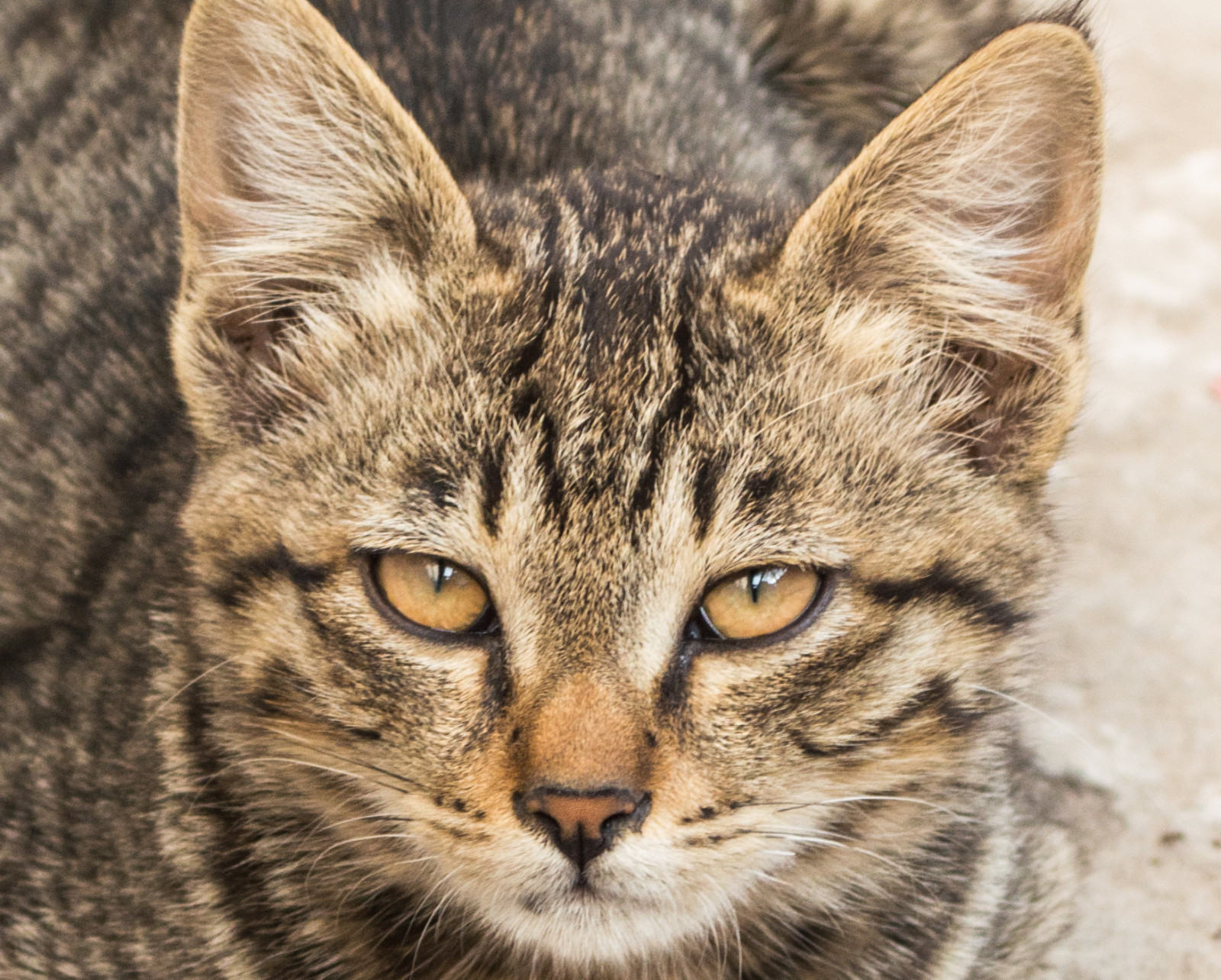 kočka, jídlo, oči, Červené, asijský, detailní, makro, zelená, modrý, hnědý, Volně žijících živočichů, dítě, Nikon, srst, kníry, Domácí mazlíčci, růžový, domácí zvíře, savana, divoká kočka, 55, 200, Tamron, 18, micro, oko, rys, kočky, kotě, 1855, fauna, savec, vr, 55200, nikor, 18200, zblízka, kočka jako savci, čenich, malé až středně velké kočky, carnivoran, mourovatá kočka, domácí krátké vlasy kočka, Bengálsko, Evropská krátkosrstá, skřítek bob, americká krátkosrstá, toyger, ocicat, tamron18200, gurpreet14, dragon li, california spangled, sokoke