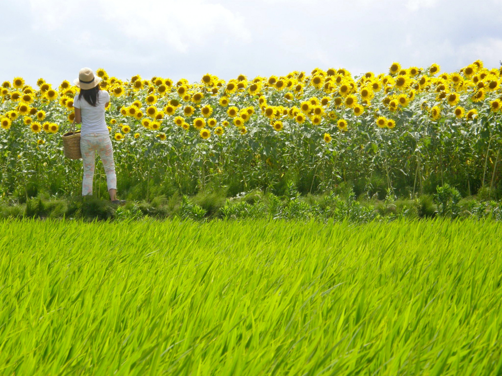 Wallpaper grassland, yellow, meadow, ecosystem, crop, prairie