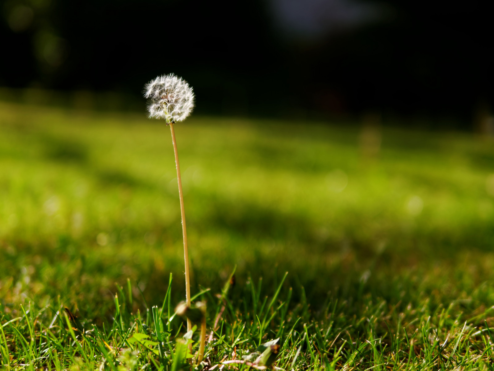 Leica, ดอกแดนดิไลอัน, พานาโซนิค, Summilux, 25 มม, pissenlit, dmcg5