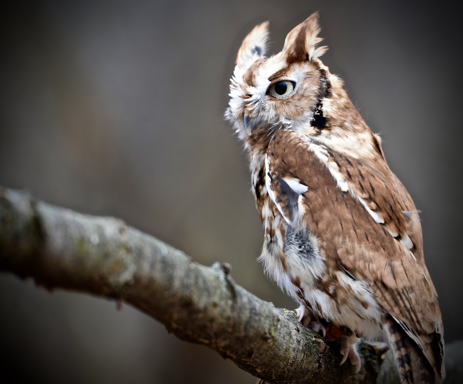 natur, afdeling, dyreliv, Nikon, rovfugl, ugle, Illinois, næb, februar, 2017, udforske, fugl, udforsket, fjer, il, fauna, nikond610, Fugleopdræt, cookcounty, nikon80400, flickrmeetup, screechowl, Barrington, wscf, flickrgroupmeetup, westsuburbanchicagoflickrers, southbarrington, stillmannaturecenter, easternscreechowl, megascopsasio, explore2162017