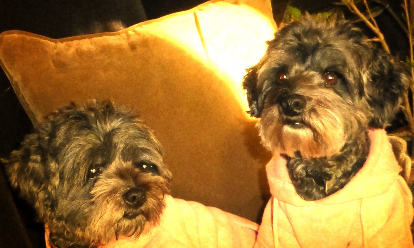 nuttet, yorkie, blande, yndig, puddelhund, mia, Kia, hybrid, yorkiepoo, hypoallergen, terripoo