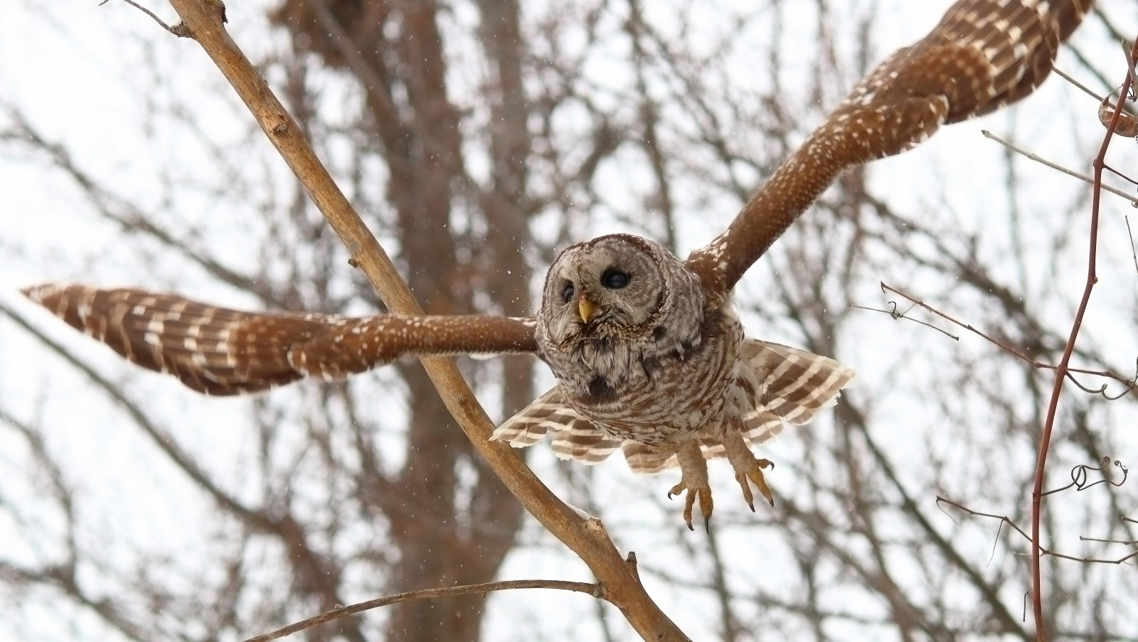 ธรรมชาติ, สาขา, สัตว์ป่า, Canon, นกล่าเหยื่อ, นกฮูก, ปาก, การล่าสัตว์, เที่ยวบิน, ต้นไม้, นก, เหยี่ยว, การกระทำ, ภายนอก, ขน, oiseau, sigma, สัตว์ป่า, boise, นกฮูกสีเทาที่ยอดเยี่ยม, ปริมาตร, chouette, ลาเวล, 80d, Chasse, stedoroth e