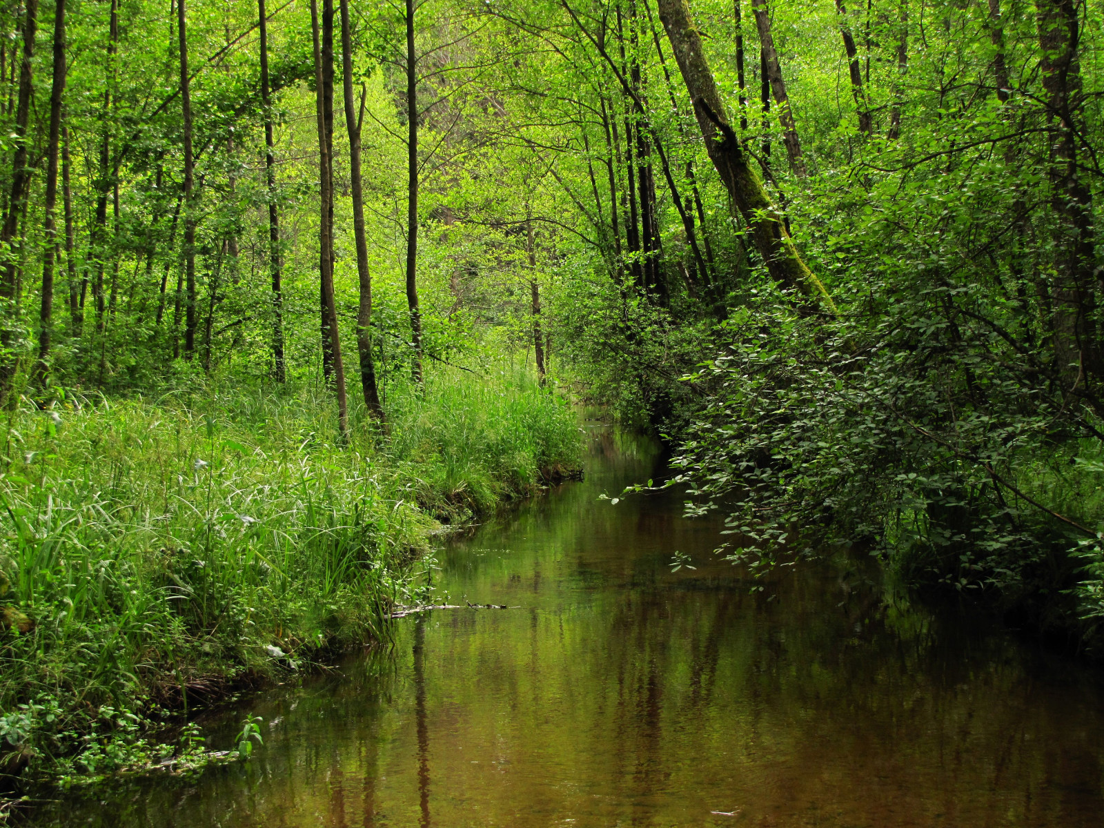 stromy, les, Příroda, odraz, zelená, řeka, Polsko, divočina, džungle, proud, bažina, deštný prales, mokřadní, strom, podzim, list, vegetace, zátoka, thegalaxy, platinumheartaward, natureselegantshots, esenciadelanaturaleza, greatshotss, polska, zálesí, worldwidelandscapes, místo výskytu, přírodní prostředí, dřevina, geografický rys, ekosystém, biome, prales, smíšený les, lužní les, Roztocze, photothebestofmimamorsgroups