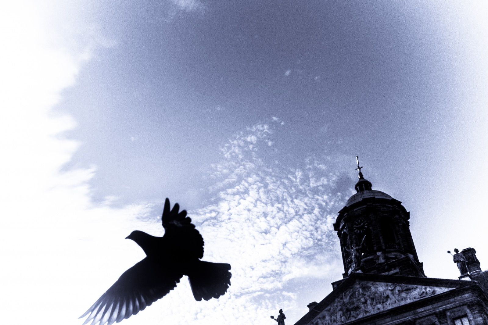 nebe, mrak, silueta, strom, pták, stock photography, Černý a bílý, počítač tapeta