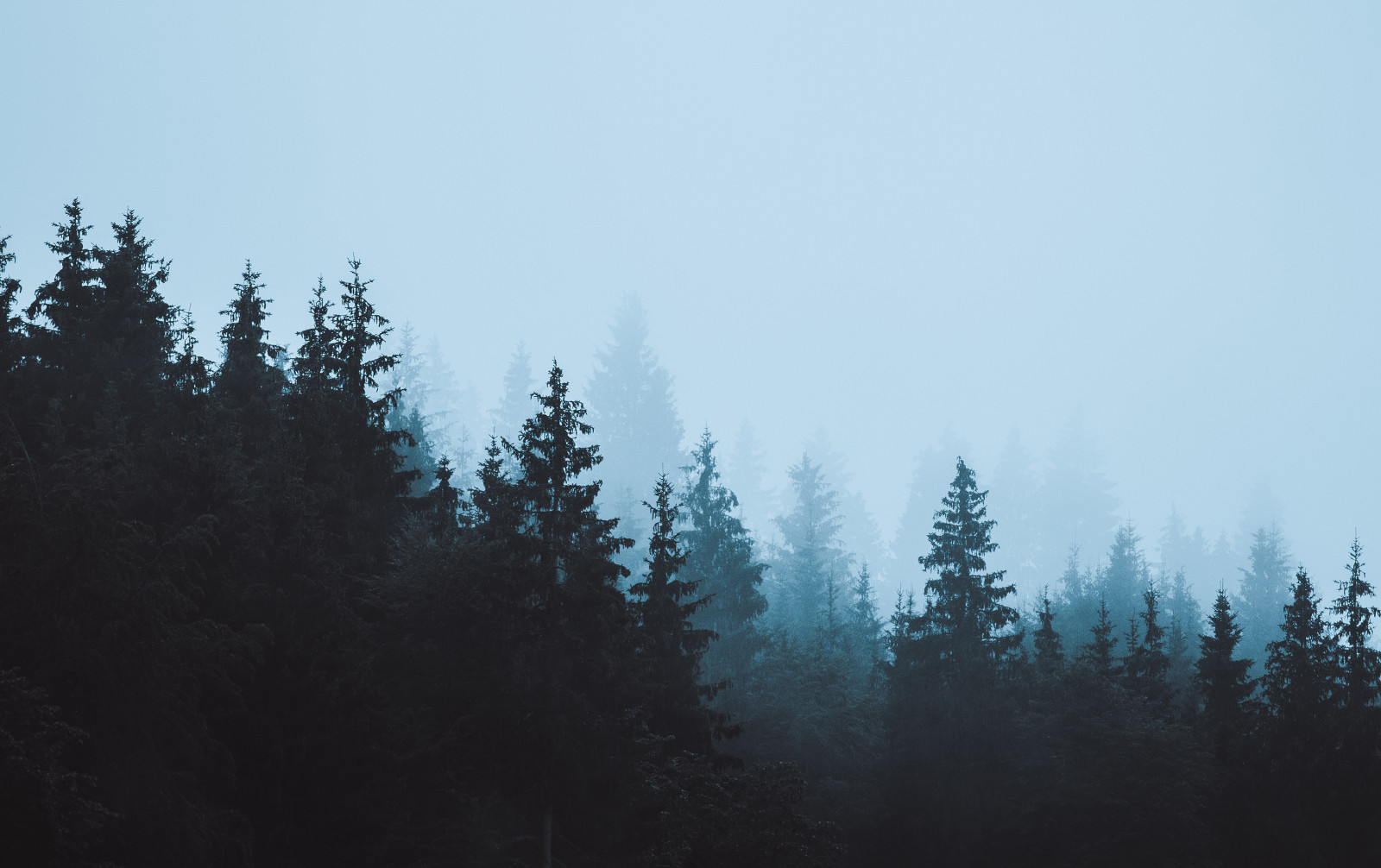 sky, Natural landscape, larch, tree, plant, wood, Evergreen, slope, woody plant, landscape, Freezing, mist, mountain range, fog, spruce fir forest, grass, forest, road, hill station, temperate broadleaf and mixed forest, grassland, conifer, woodland, hill, darkness, haze, Massif, winter, old growth forest, nature reserve, temperate coniferous forest, frost, tropical and subtropical coniferous forests, mountain, Northern hardwood forest, valley, jungle, grove, monochrome photography, fir, valdivian temperate rain forest, pine, pine family, evening, summit, spruce, rainforest, wildlife, monochrome, rock