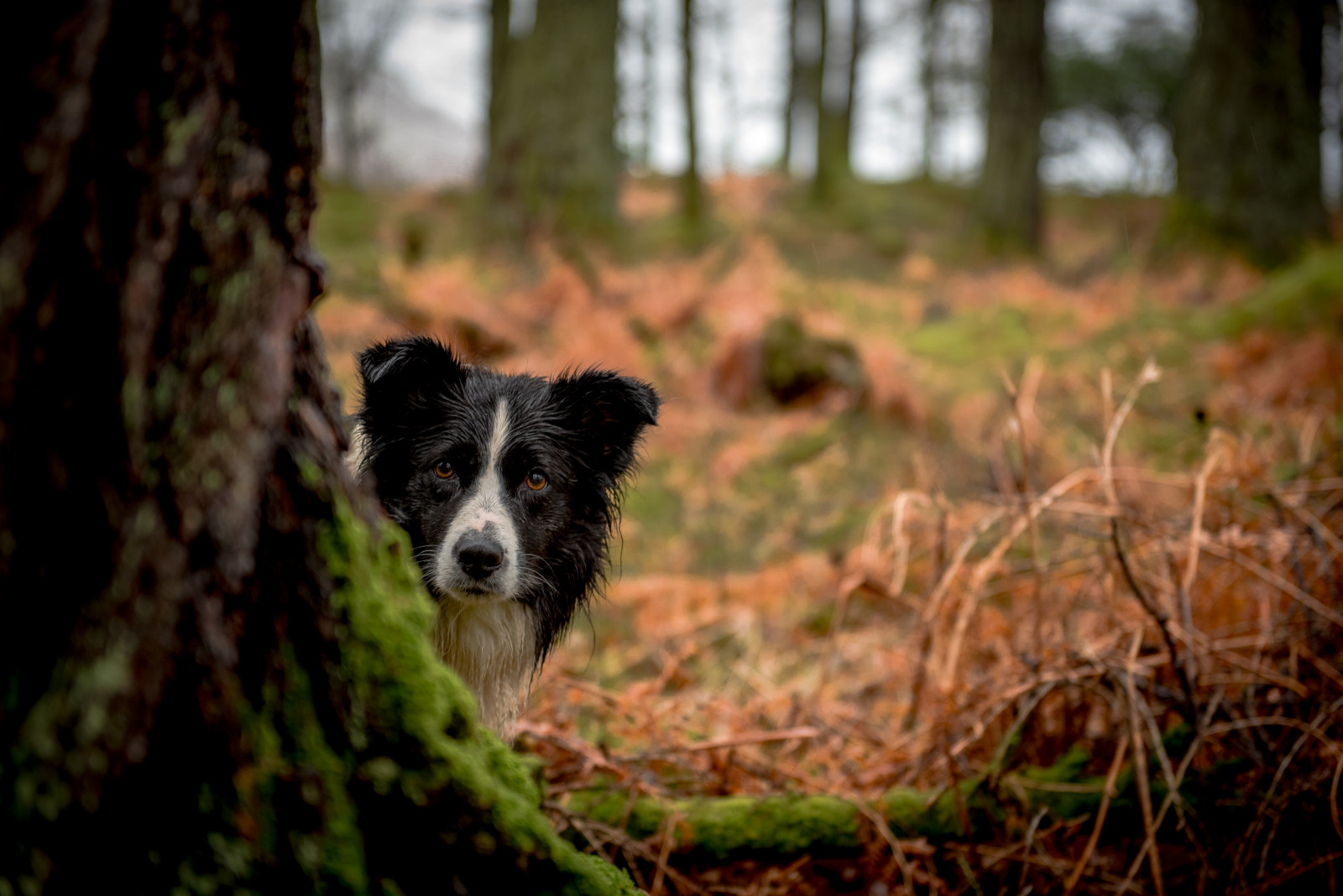 Wallpaper forest, nature, grass, wildlife, border, autumn, puppy