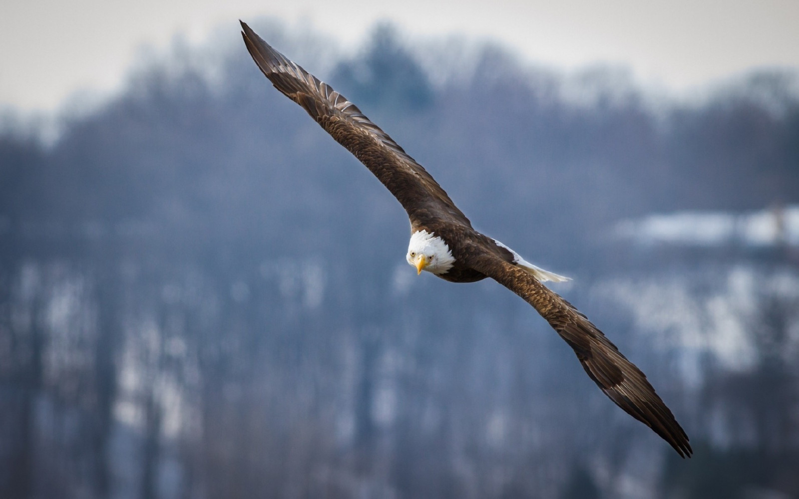 ptactvo, zvěř, Příroda, větev, Volně žijících živočichů, dravý pták, orel, Orel bělohlavý, zobák, Let, pták, jestřáb, křídlo, fauna, 1920x1200 px, obratlovců, Accipitriformes