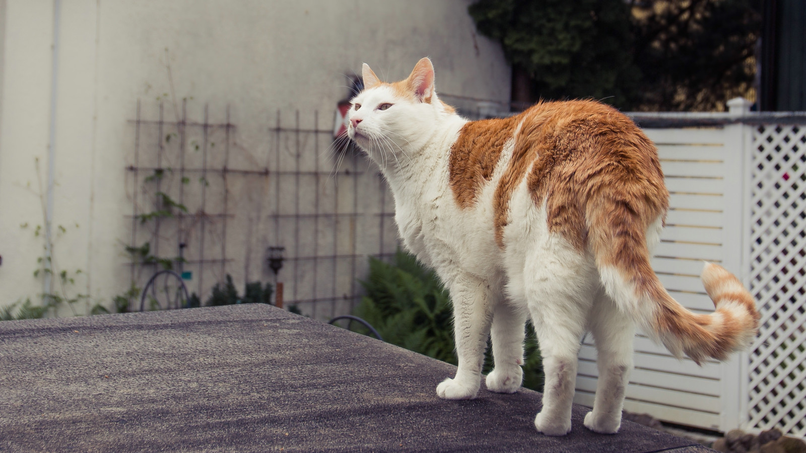 kočka, ocas, tygr, srst, kníry, Vrba, deutschland, trouchnivění, fauna, weiss, kočka jako savci, čenich, malé až středně velké kočky, zázvor, domácí krátké vlasy kočka, katze, Bádensko-Württembersko, Ebersbachanderfils, aegean cat