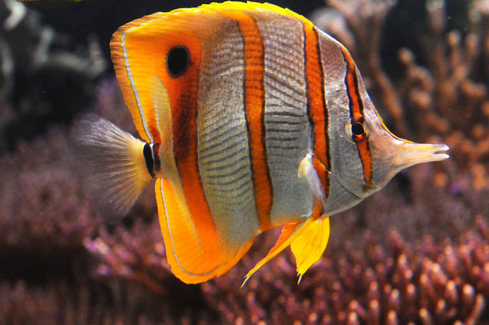 Wallpaper fish, Germany, deutschland, Zoo, aquarium, Nikon, ngc, best