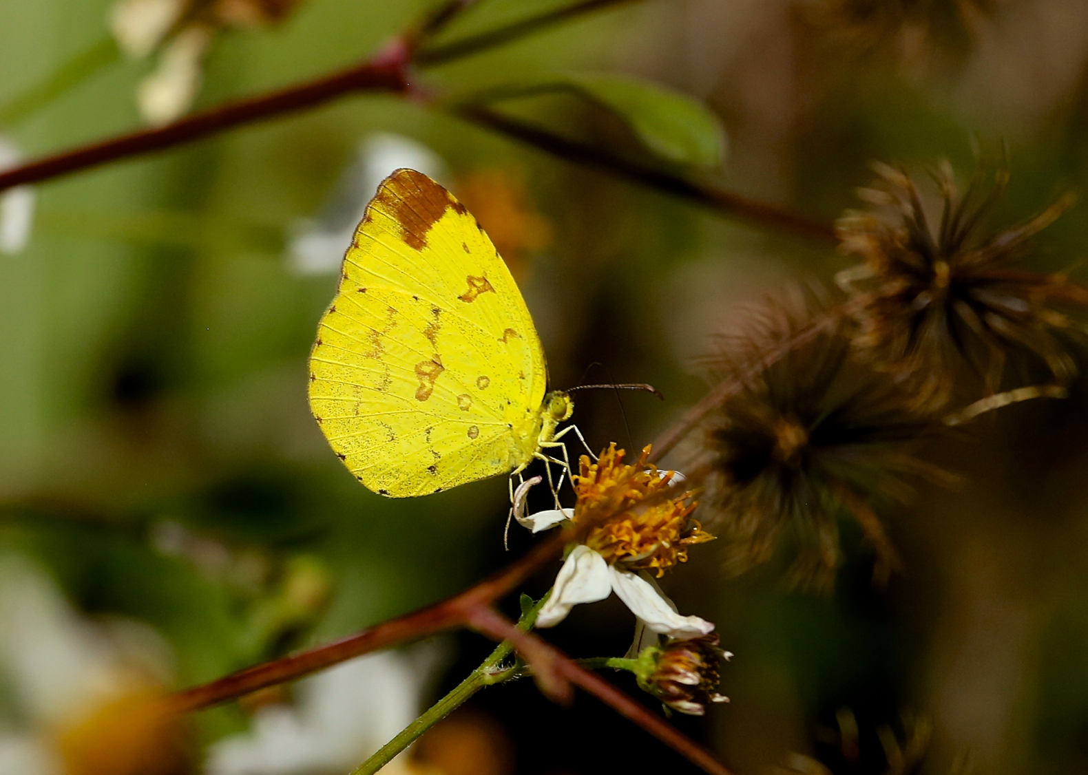 chiangdao, Thajsko, motýli, lepidoptera, Pieridae, hillgrassyellow, euremasimulatrix, sspsarinoides