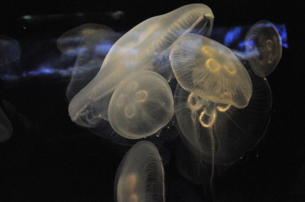 underwater,jellyfish,biology,close up,macro photography,invertebrate