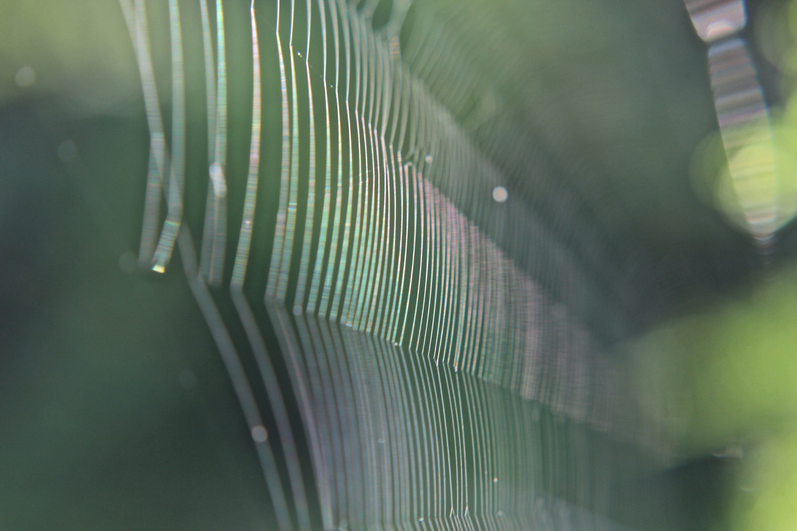 edderkoppespind, grøn, vand, blad, tæt på, lys, fugtighed, makrofotografering, fotografering, hvirvelløse, dug, linje, græs, græs familie, stængelplante