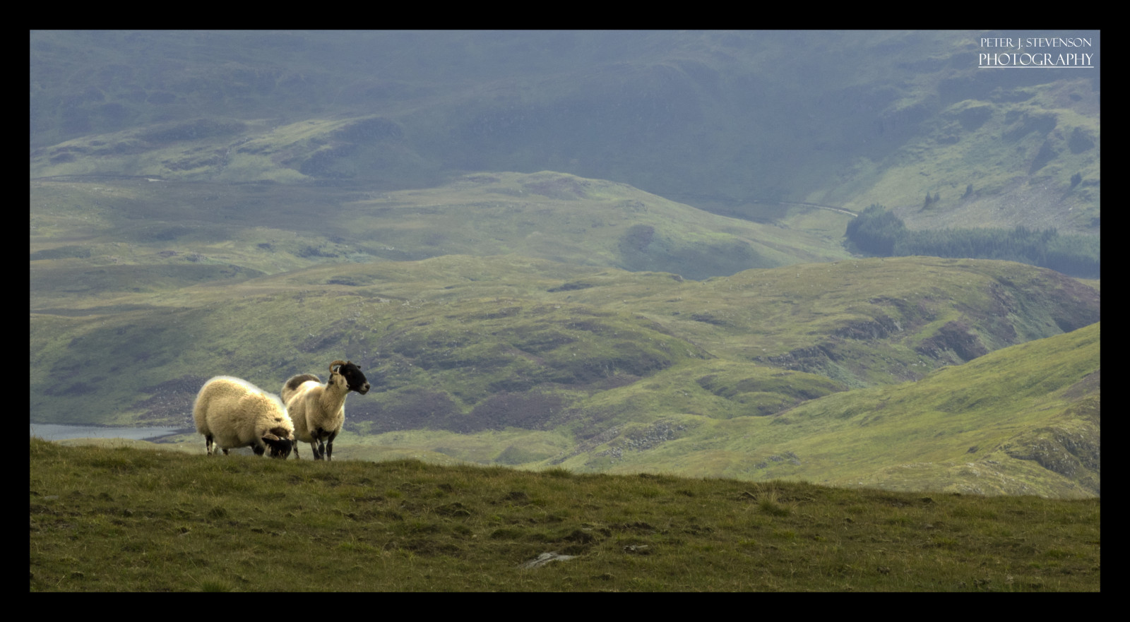 krajina, kopec, tráva, nebe, pole, Skotsko, Volně žijících živočichů, ovce, tundra, plošina, Olympus, step, mrak, hora, lučina, hospodářská zvířata, pastvina, stádo, louka, fauna, vysočina, prérie, venkov, horských reliéf, ekosystém, stanice hill, klesl, kráva koza rodina, pastvisko, ekoregion, hillwalking, omdem1, Merrick