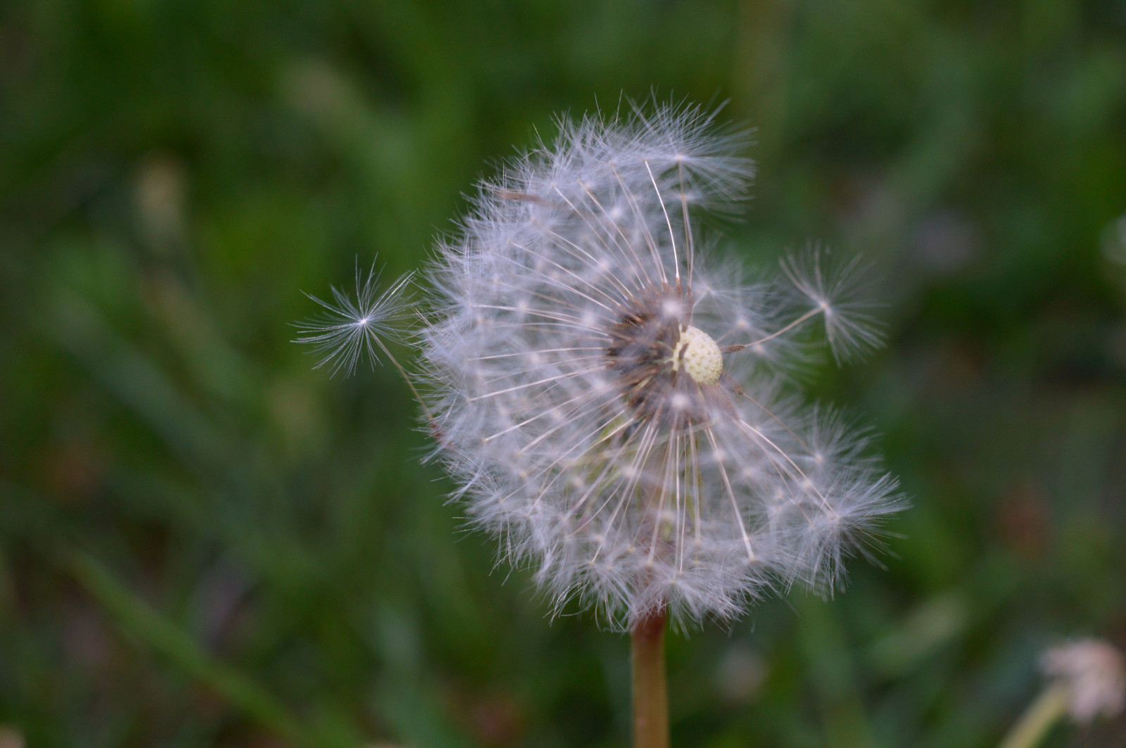 květiny, Příroda, tráva, fotografování, pampeliška, květ, rostlina, flóra, bodlák, louka, divoká rostlina, vyrobit, botanika, suchozemská rostlina, kvetoucí rostlina, zblízka, makro fotografie, trny trny a trny, tráva rodina, závod stonek, daisy rodina, Silybum