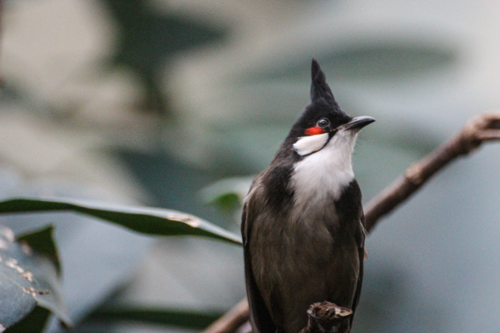 afdeling, dyreliv, Zoo, Danmark, næb, København, fugl, danmark, k penhamn, k penhavn, copenhagenzoo, k penhamnszoo, k penhavnzoo, redwhiskeredbulbul, pycnonotusjocosus, r d retbulbul, vision skyer 0628, vision himmel 088, vision bjerg 0613, fauna, siddepinde fugl, hvirveldyr, tæt på, Emberizidae