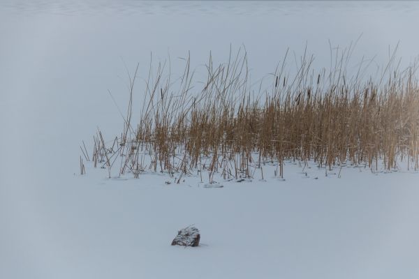 lake,reflection,snow,winter,ice,Freezing