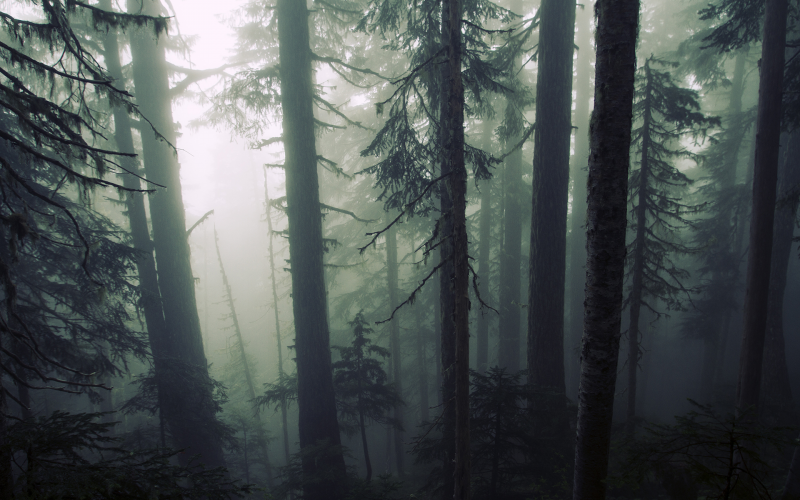 sunlight, trees, forest, leaves, nature, plants sunlight, trees, forest, leaves, nature, plants