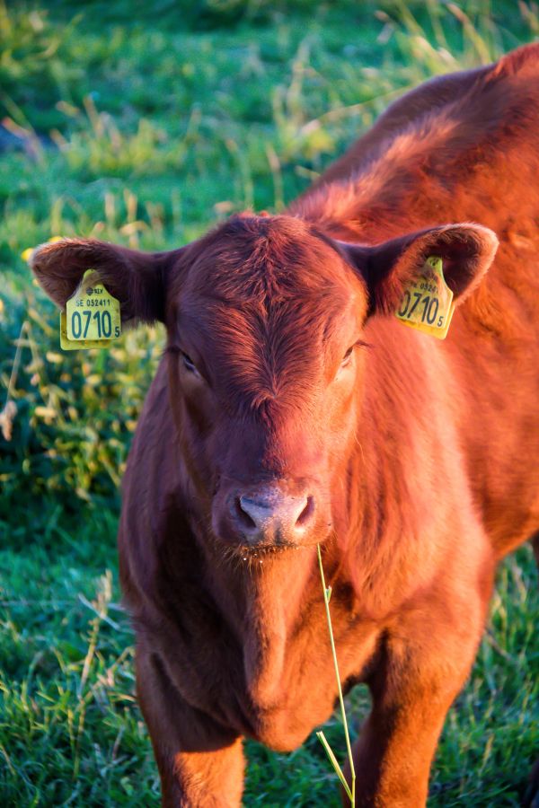 grass,field,wildlife,farm,Bull,pasture